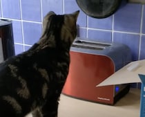 完全に油断したな！いつ飛び出すか分からないトースターを猫が見つめていると？
