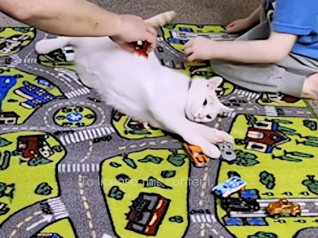 「ここ、通っていいよ」背中を車が走っても気にしない続ける優しい猫