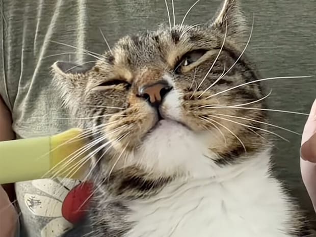 【女子力（？）向上】飼い主さんのお化粧に憧れていた猫さんにメイクをしてみたら…