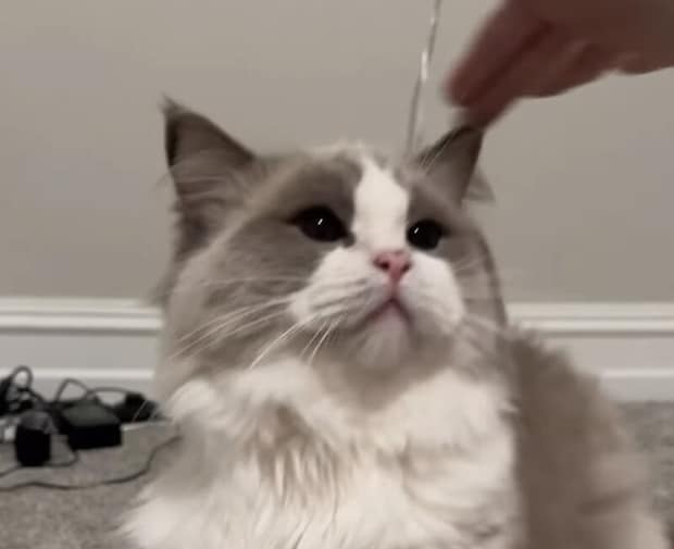 撫でるとみせかけて… 猫に触れないというイタズラをしてみたら帰ってきた反応は?