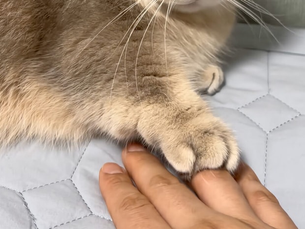 どっちが上？ 負けず嫌いな猫さん、お手々重ね勝負で一歩も譲らない！