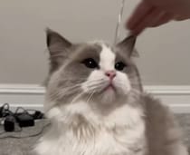 撫でるとみせかけて… 猫に触れないというイタズラをしてみたら帰ってきた反応は？