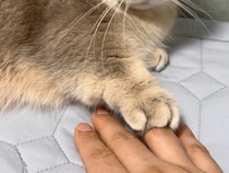 どっちが上？ 負けず嫌いな猫さん、お手々重ね勝負で一歩も譲らない！