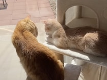 出会って1週間で大親友！ 茶トラコンビの仲良しっぷりが微笑ましい♡