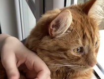 「こうすれば爪切りも怖くにゃい！」猫さんの考えた作戦が可愛すぎる