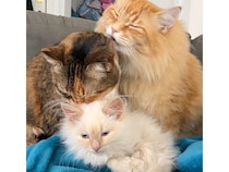 【愛情の連鎖】先住猫たちが子猫を大歓迎！みんなで繋がる毛繕いリレー