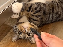 【猫の修理屋さん】食洗機の下を徹底点検！職人気質でやる気はあるけれど…