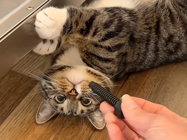 【猫の修理屋さん】食洗機の下を徹底点検！職人気質でやる気はあるけれど…