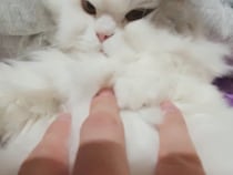 「ちょっとだけならいいよ〜」飼い主のナデナデを優しく受け入れるモフモフ猫さん