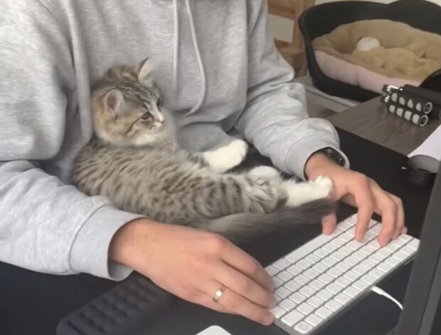 そろそろ仕事の時間かニャ!当然のようにパソコン前に座る子猫。