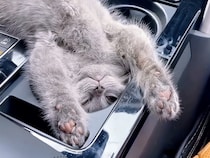 【寝相図鑑】どんな場所でも安眠！猫たちの自由すぎる「おやすみ」ポーズ