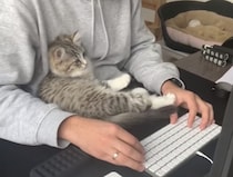 そろそろ仕事の時間かニャ！当然のようにパソコン前に座る子猫。