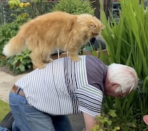 もふもふニャンコ、いつも飼い主さんのお手伝いを頑張る！