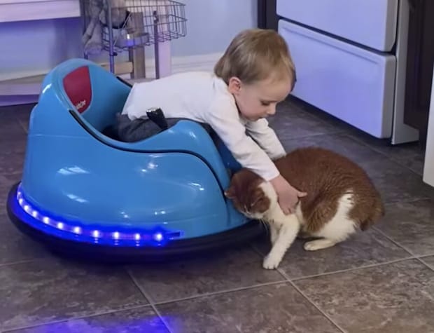 男の子「一緒に乗ろうよ！」UFOカーに攫われた猫ちゃん