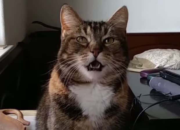 「ミャー」じゃなくて「おっおー」変わった猫語を話す猫さん。