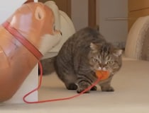 なんで追いかけてくるの！ 風船の紐で遊びたい猫さんvs風船