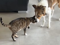 猫「足が痛いよぉ」 同居犬の気を引きたくって…