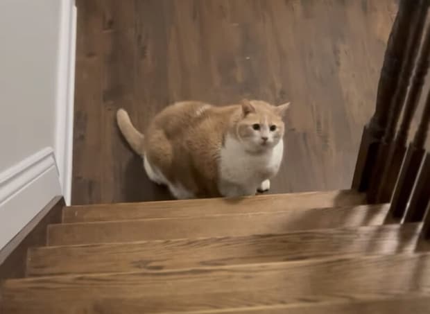 体重19キロの猫！ 健康な体を取り戻すために頑張っています。