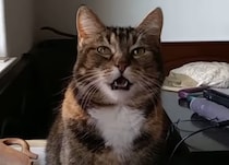 「ミャー」じゃなくて「おっおー」変わった猫語を話す猫さん。