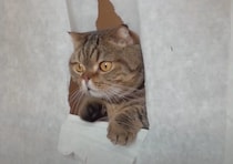 穴あけ放題♪  猫のために紙の壁を作ってみたら…