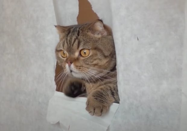 穴あけ放題♪  猫のために紙の壁を作ってみたら…