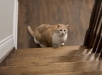 体重19キロの猫！ 健康な体を取り戻すために頑張っています。