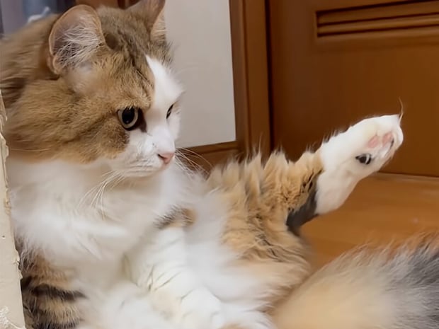 【短足の魅力】あげる足が可愛すぎて通れない! パパを通せんぼする猫