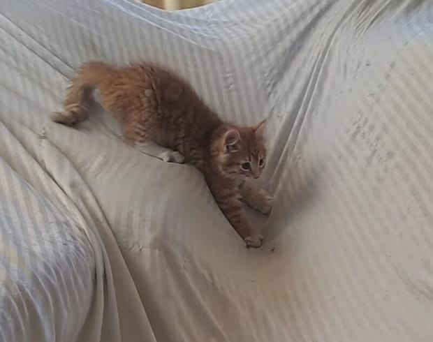 猫ってシーツ大好きだよねぇ。思いっきり飛んで跳ねて…！
