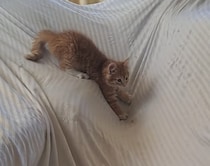 猫ってシーツ大好きだよねぇ。思いっきり飛んで跳ねて…！