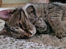 「猫より疲れてる人はいないニャ」ただそこにいて、何もしないのがお仕事！