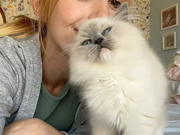 「もっとそばにいたいニャ」お鼻をくっつけて甘える、子猫の愛くるしい表情