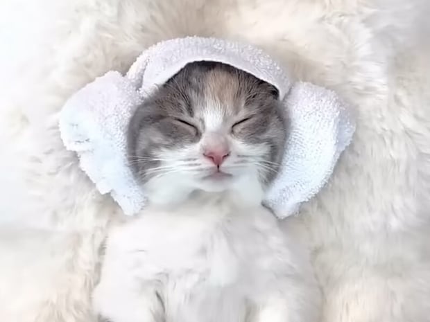 至福のスパタイム。マッサージでうっとりリラックスする子猫さん