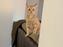 【ストーカー猫？】どこへ行くにも一緒。影のように寄り添う茶トラさん