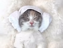 至福のスパタイム。マッサージでうっとりリラックスする子猫さん