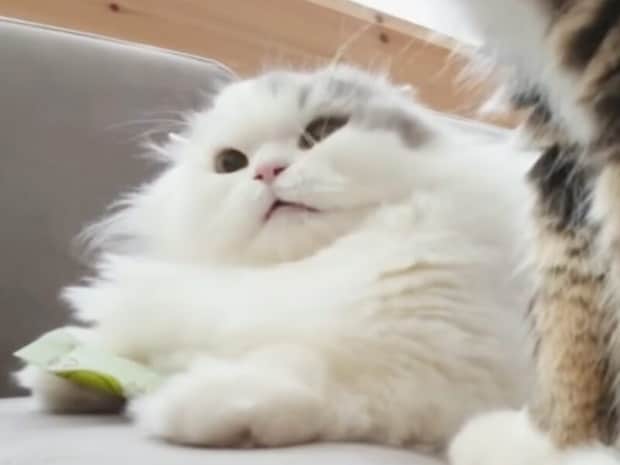 「これはあげないニャ！」秘密のオモチャを必死に隠す猫