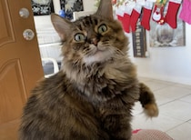 猫「ここを、こうやるの！」飼い主に毛繕いの仕方を指導