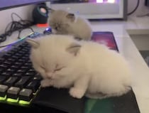 子猫たちに仕事部屋を取られちゃった！