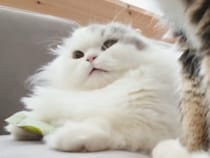 「これはあげないニャ！」秘密のオモチャを必死に隠す猫