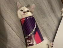 子猫「思ってたのと違うにゃ…」カップにハマってさぁ大変！