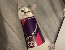 子猫「思ってたのと違うにゃ…」カップにハマってさぁ大変！