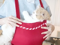 みんなは卒業したけれど…… 今も赤ちゃん気分で抱っこをねだる猫さんが可愛すぎる