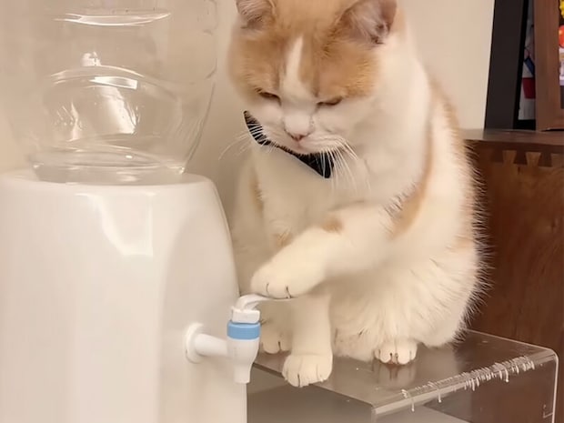 「お水、お注ぎしますニャ」ギリギリで止める超絶技巧の猫さん！