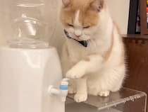 「お水、お注ぎしますニャ」ギリギリで止める超絶技巧の猫さん！