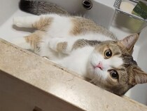 「ここは私のベッドニャの」ひんやりスポットを独占するマンチカン