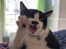 毛繕いしている猫さんの姿が、まるでスルメを食べているみたい