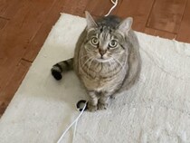 「元気出すニャ」飼い主が仕事で疲れていると、愛猫が優しい気遣いを！