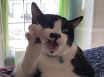毛繕いしている猫さんの姿が、まるでスルメを食べているみたい