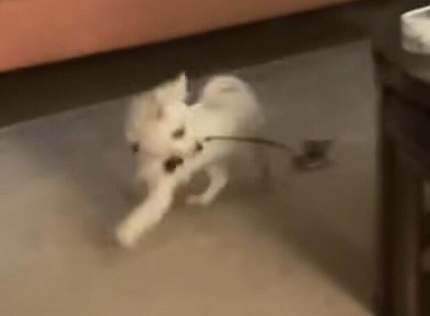 犬「子猫はこれが好きなんだよなぁ」遊び相手になるのが上手すぎ！
