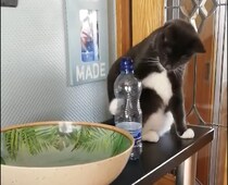 ゴミはすぐにゴミ箱へ！お片付けに厳しい猫さん
