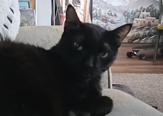 季節の変わり目だからニャ！ 飼い主を気遣ってくれる優しい猫さん。